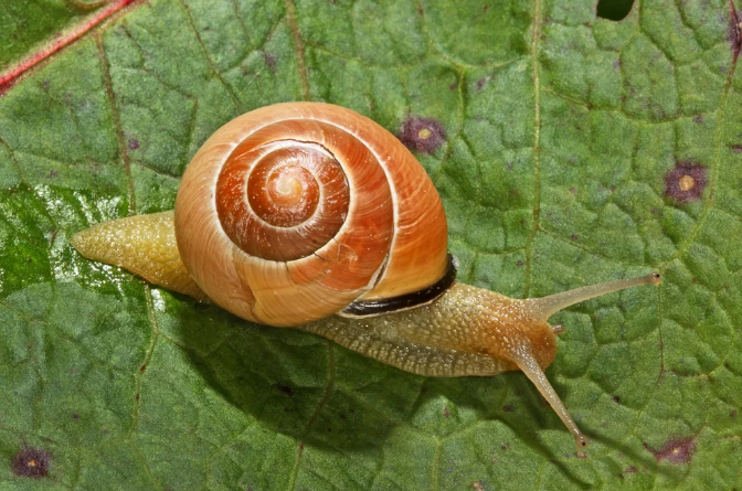 Close-up photograph of a golden-hued snail crawling across a green leaf