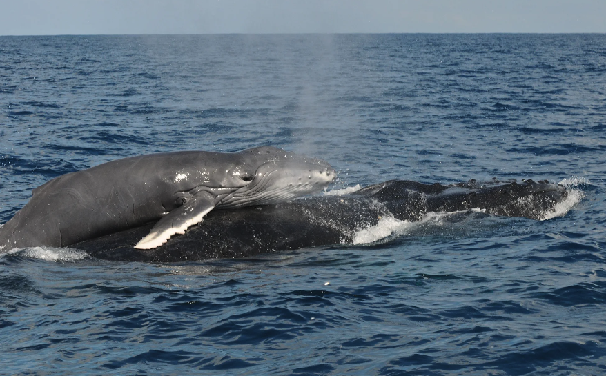 Photo of a newborn humpback whale riding on its mother's back.