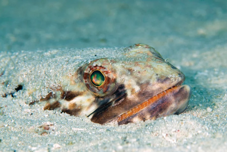 modern-day fish poking its head out of sand on sea floor