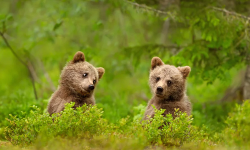'If Not Friend, Why Friend-Shaped?' A Beary Scientific Investigation