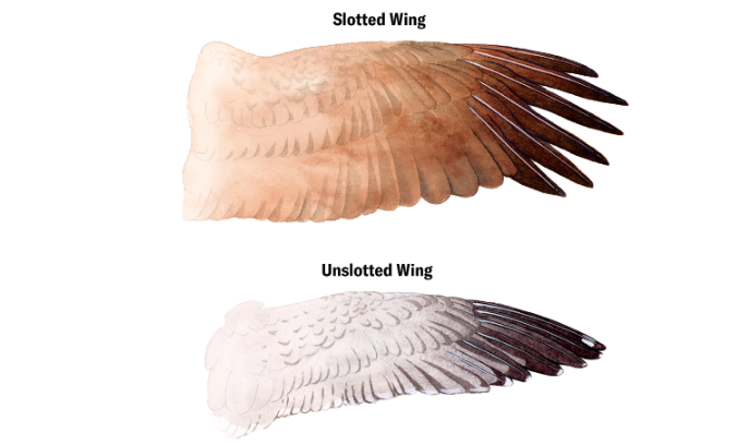 Illustration of slotted and unslotted wings