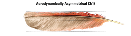 Illustration of aerodynamic asymmetry