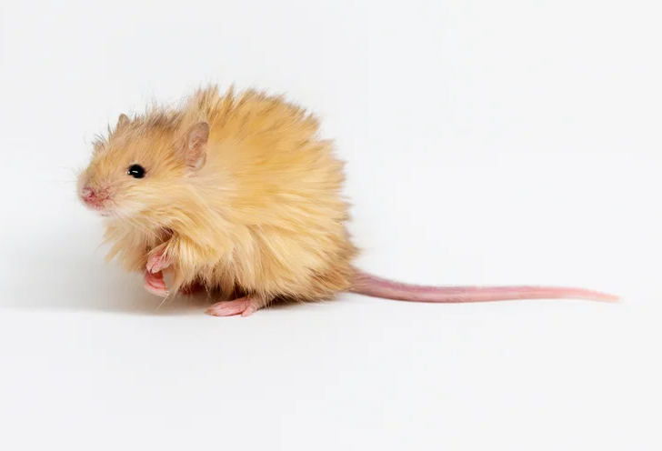 A cute fuzzy mouse.