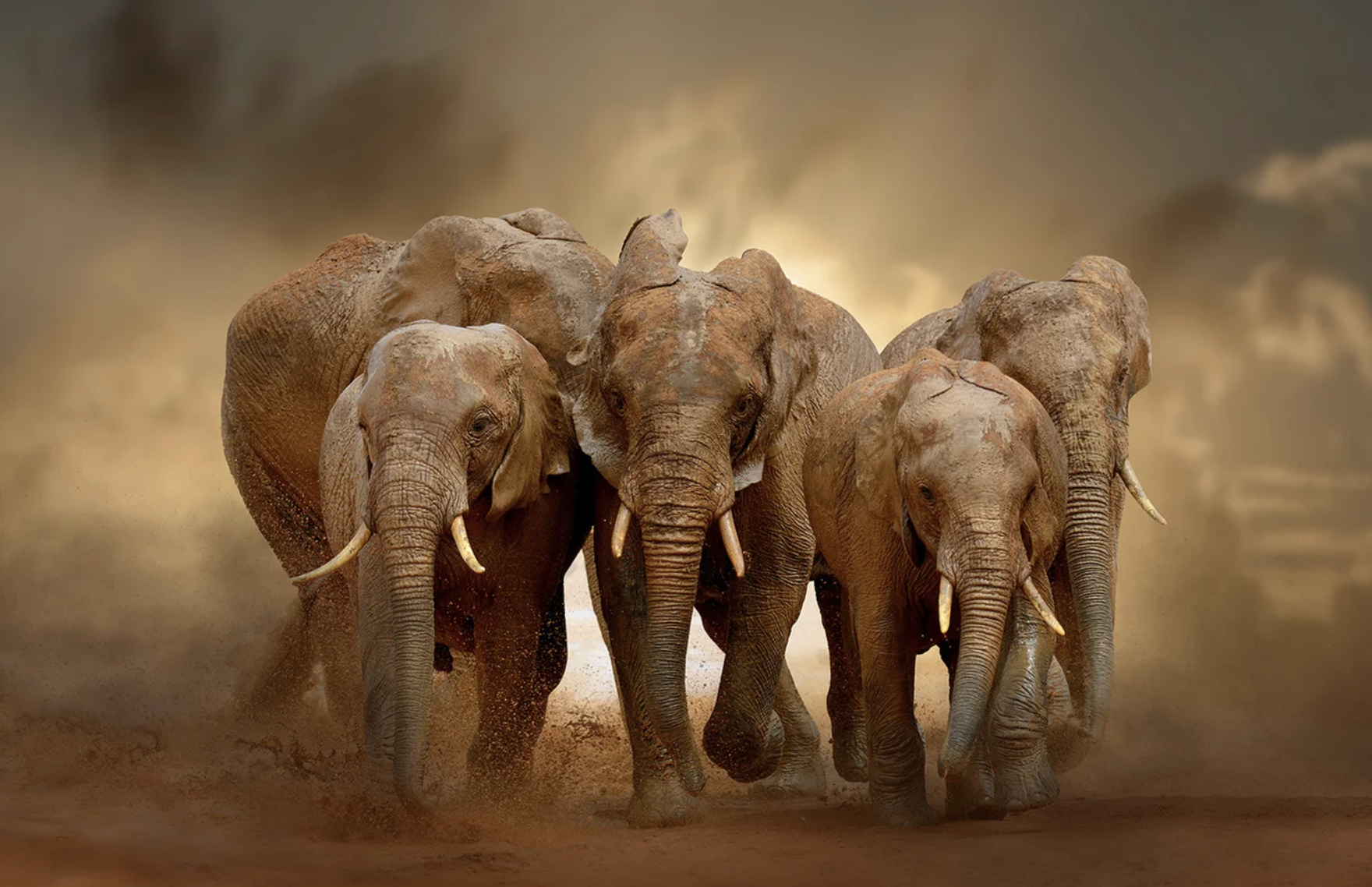A group of elephants marches together in dust