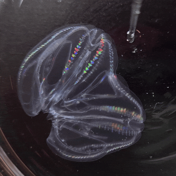 gif of two bioluminescent, colorful comb jellies merged to become one living organism