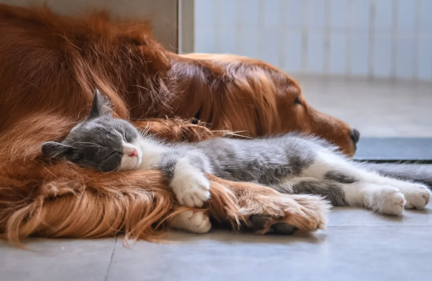 A gray and white kitten snuggles and sleeps in between the paws of a golden retriever