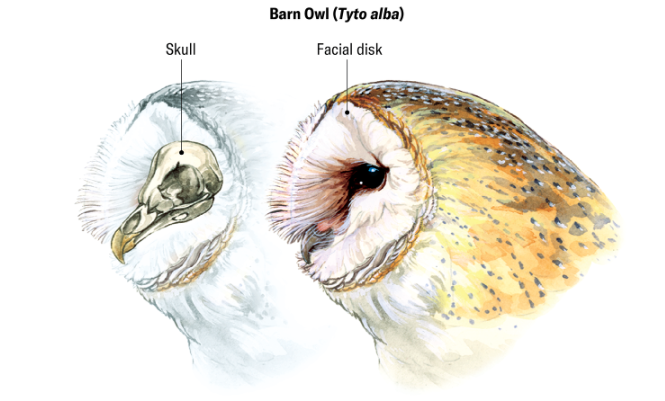 Facial disks of feathers on an owl face