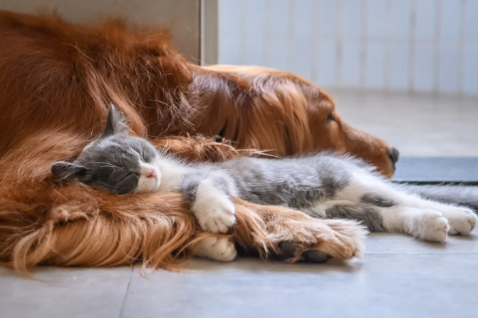 photo of a gray and white juvenile cat asleep between the paws of a sleeping golden retriever dog, on floor