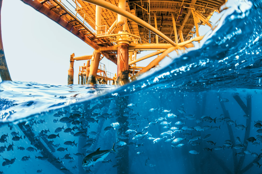 A photo that shows the water underneath an oil rig---it's teeming with fish