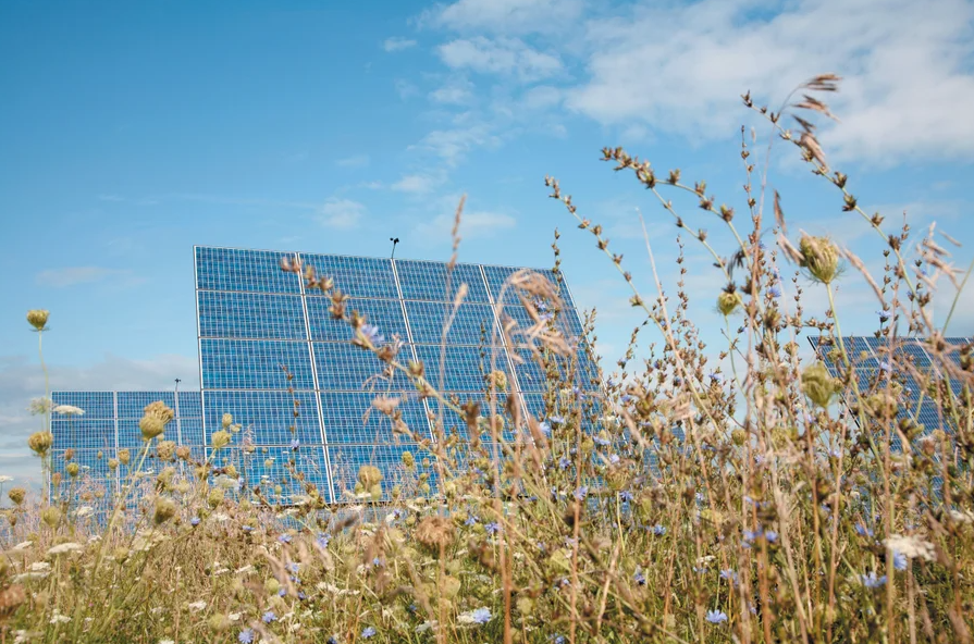 Wildflowers in a solar array field