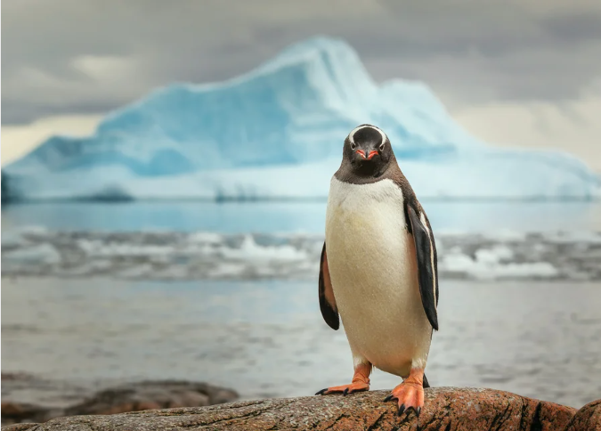 Photo of a white-bellied Gentoo penguin looking at camera, standing on rock, with light-blue iceberg and gray-green sea water in background