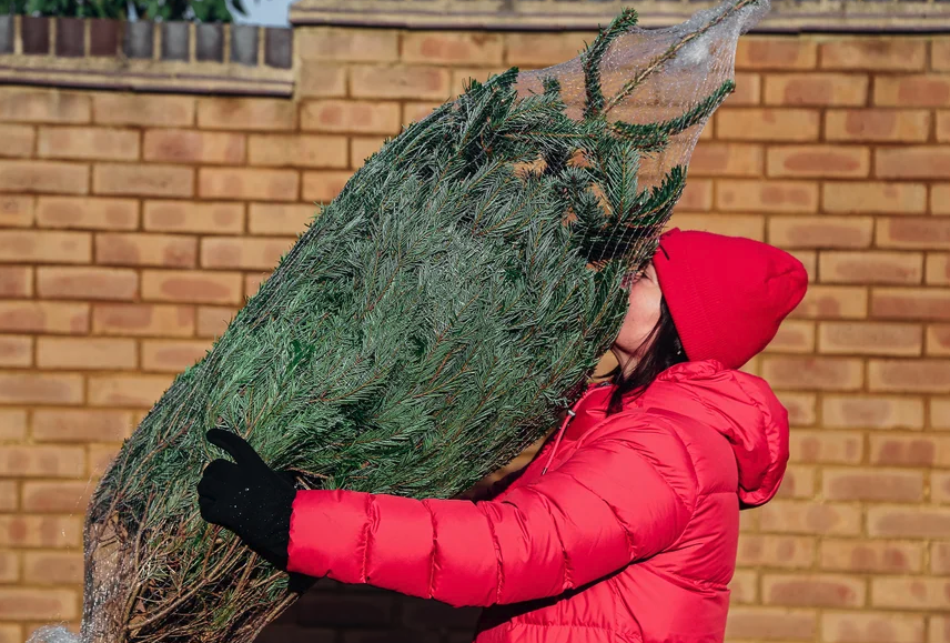 A woman in a red puffer coat and red beanie hat carries a Christmas tree with her nose pressed into its branches.