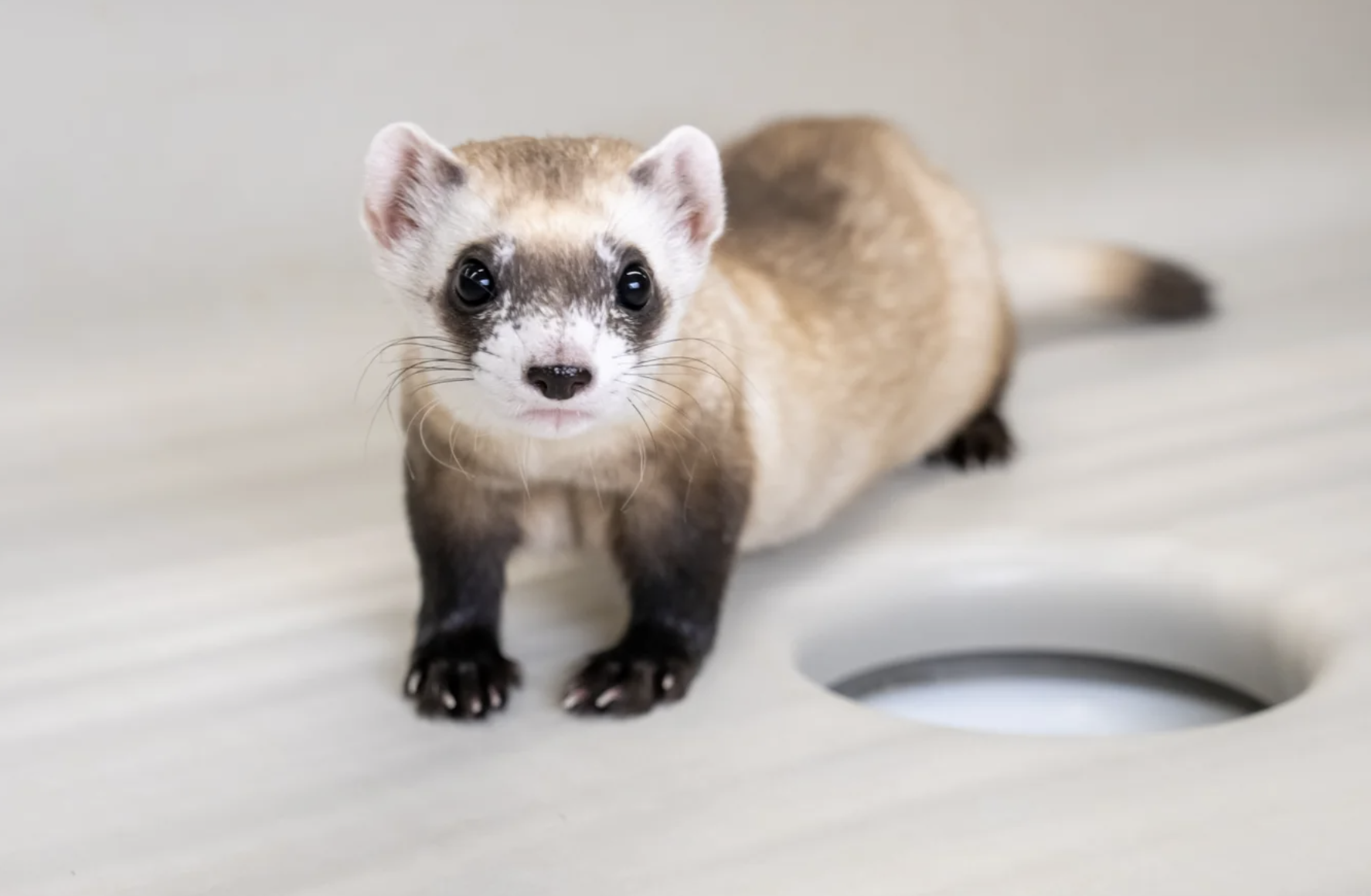 Black-footed ferret facing the camera