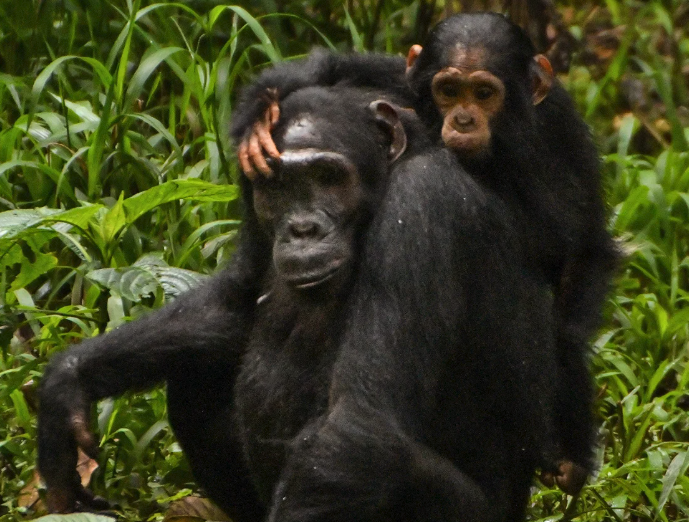 Chimpanzee infant Lindsay rides on the back of her seated mother, Beryl, while performing their 'hand-on-eye' gesture by touching Beryl's right eye. Beryl is blind in her left eye