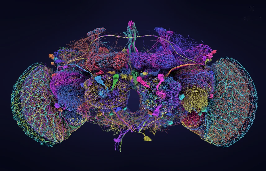 Colored map of 50 neurons in the fly brain
