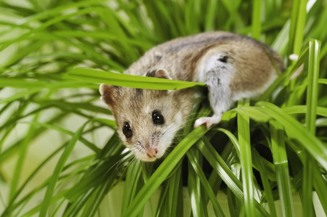Photograph of a Chinese hamster on a backdrop of green grass