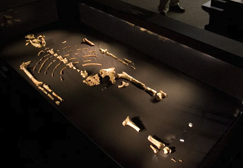 Skeletal bones of Lucy laid out on a black cloth under spotlight