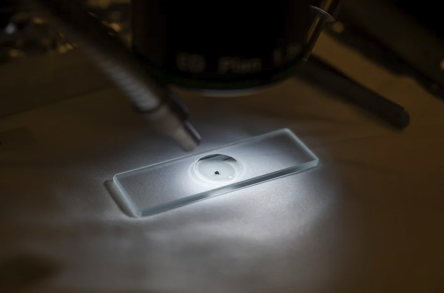 Sample of asteroid Bennu under a microscope