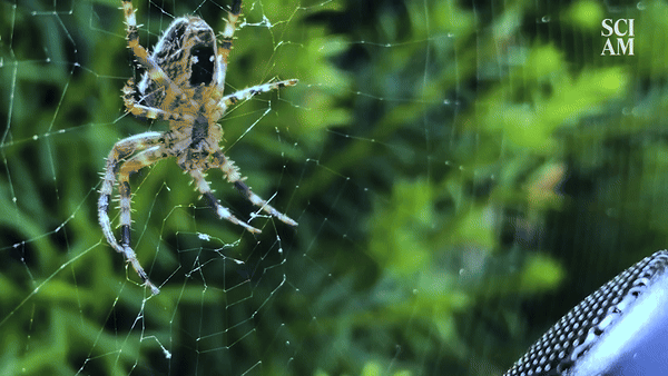 A yellow and black spider moves on a web in response to a small speaker nearby