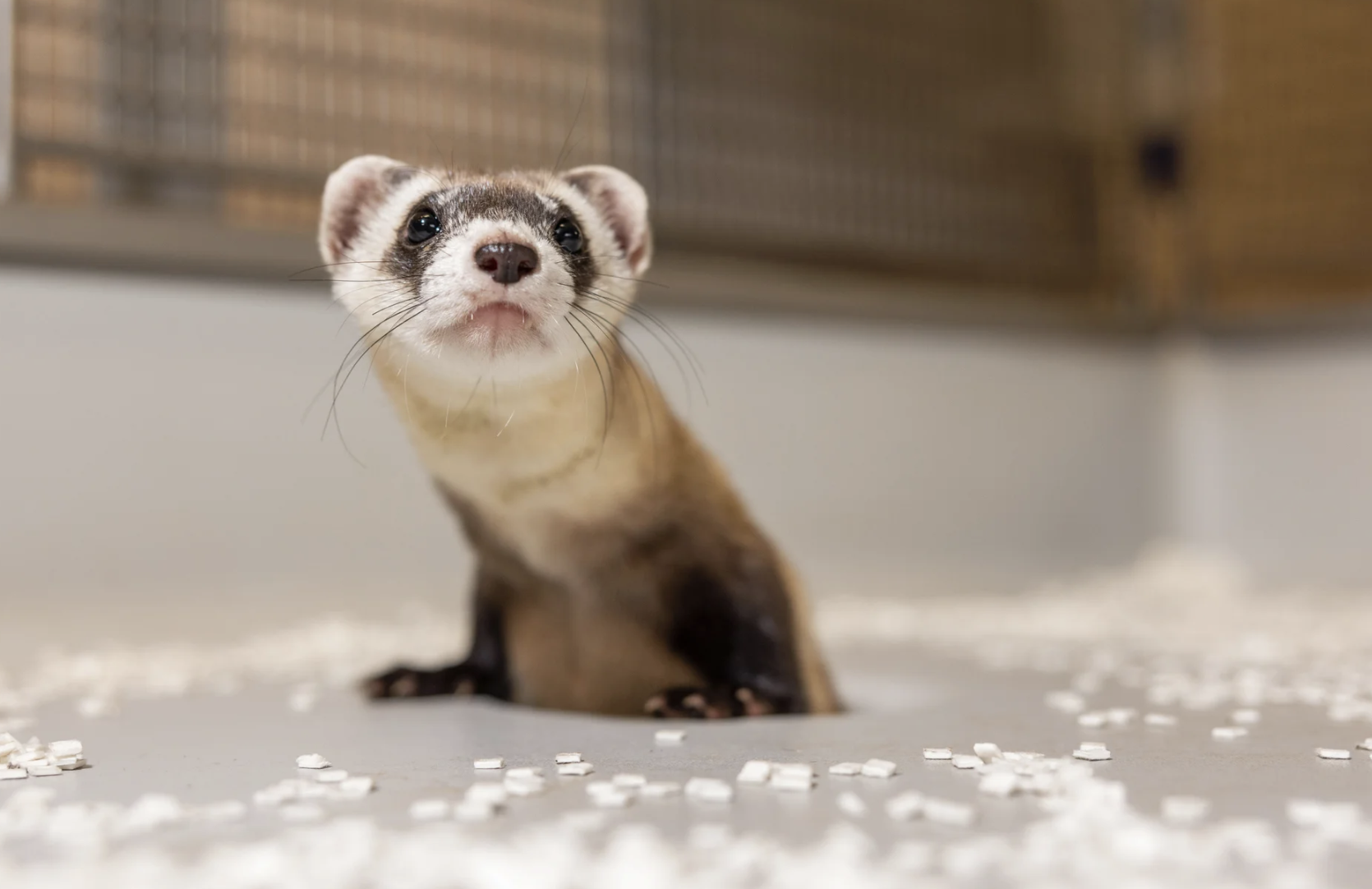 A black-footed ferret peaks up through a little hole in her cage.