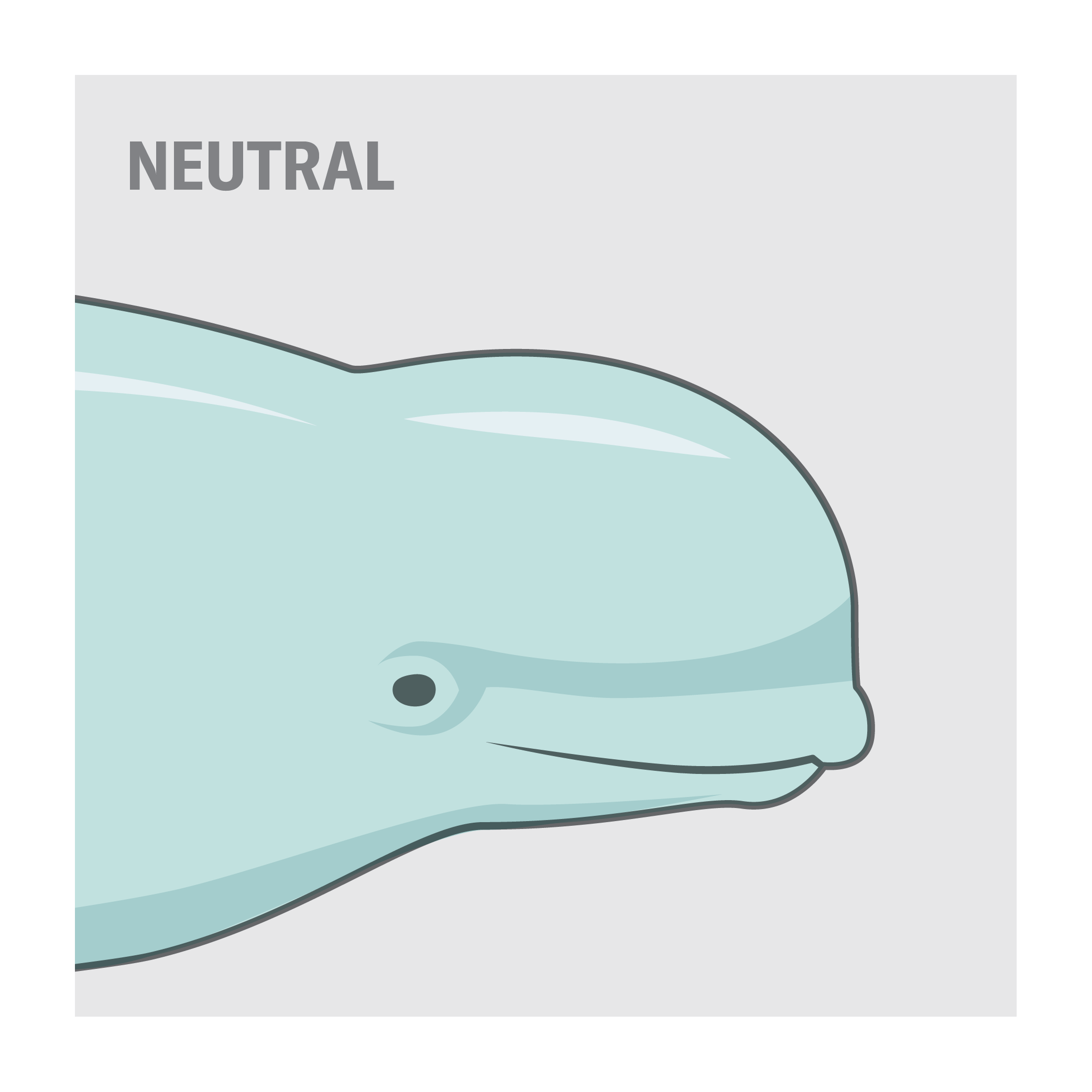 The many shapes of a beluga's melon