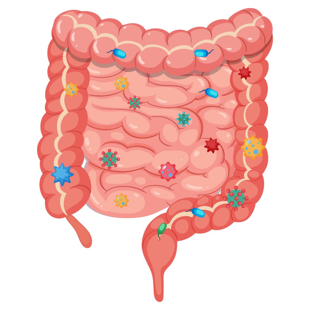 Laughter Yoga and Gut Microbiome