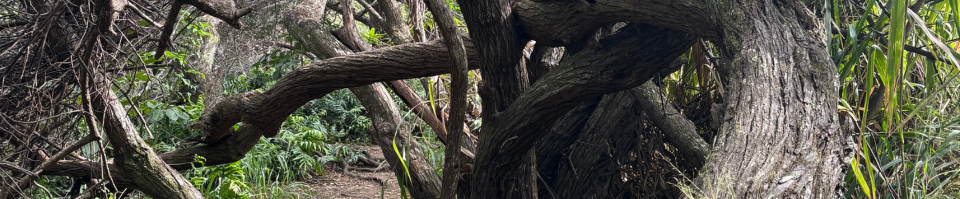 A gnarled, twisted tree overgrows into an established trail way, creating obstacles.