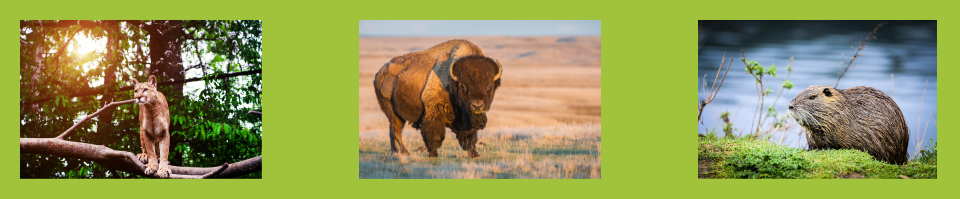 Three side by side images of a cougar on a tree branch with leaves and sunlight behind; a bison on a dry plain with the horizon in the background; and a beaver near a body of water in mossy grass.