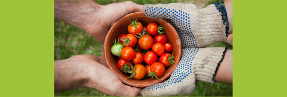 Two pairs of hands, one in gardening gloves, hold a bowl of cherry tomatoes together with grass in the background.