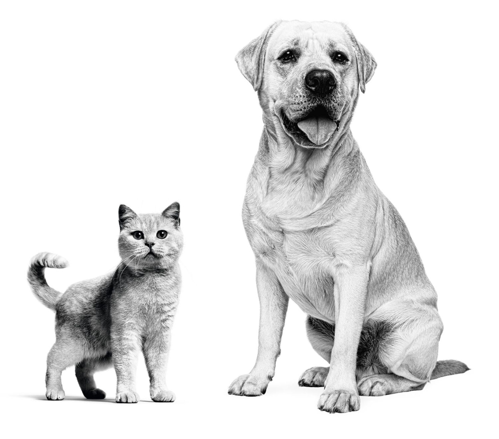 Royal Canin