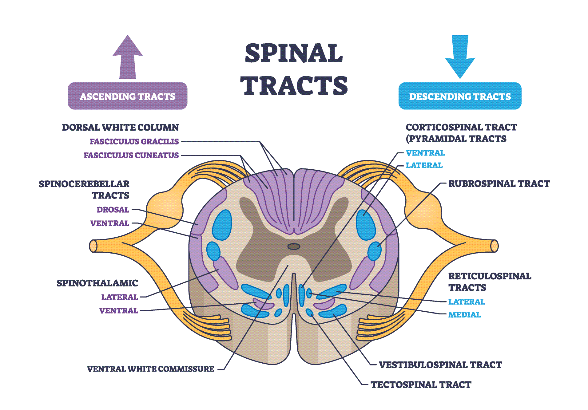Spinal cord cross-section showing sensory and movement pathways